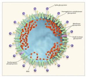 Structure of Coronavirus Virion | Source: Copyright: www.nejm.org